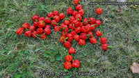 7 Pot Brain Strain Red - Pepper Seeds - White Hot Peppers